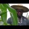 Agriculture et horticulture :  Gbekui Koffi veut faire la différence